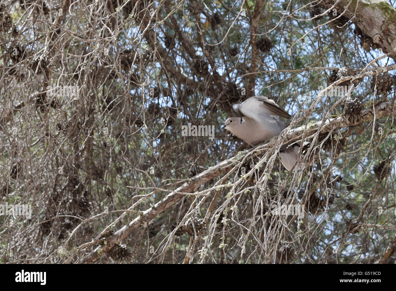 Collared Dove in einem Baum zu fliegen Stockfoto