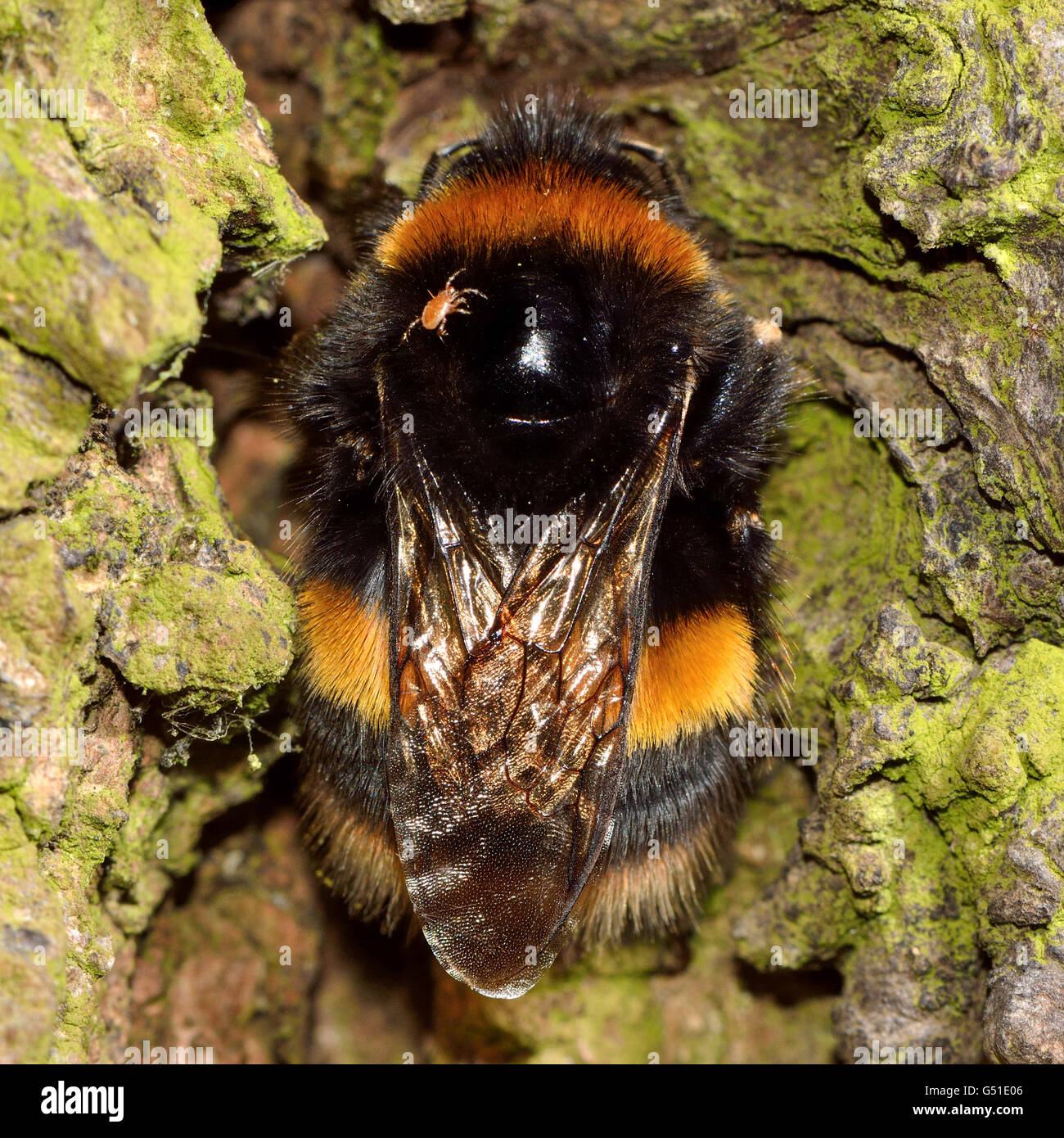 Buff-tailed Hummel (Bombus Terrestris) mit Mite. Nahaufnahme von Königin ruht auf einem Baum in der Nacht, mit phoretischen Milbe Stockfoto