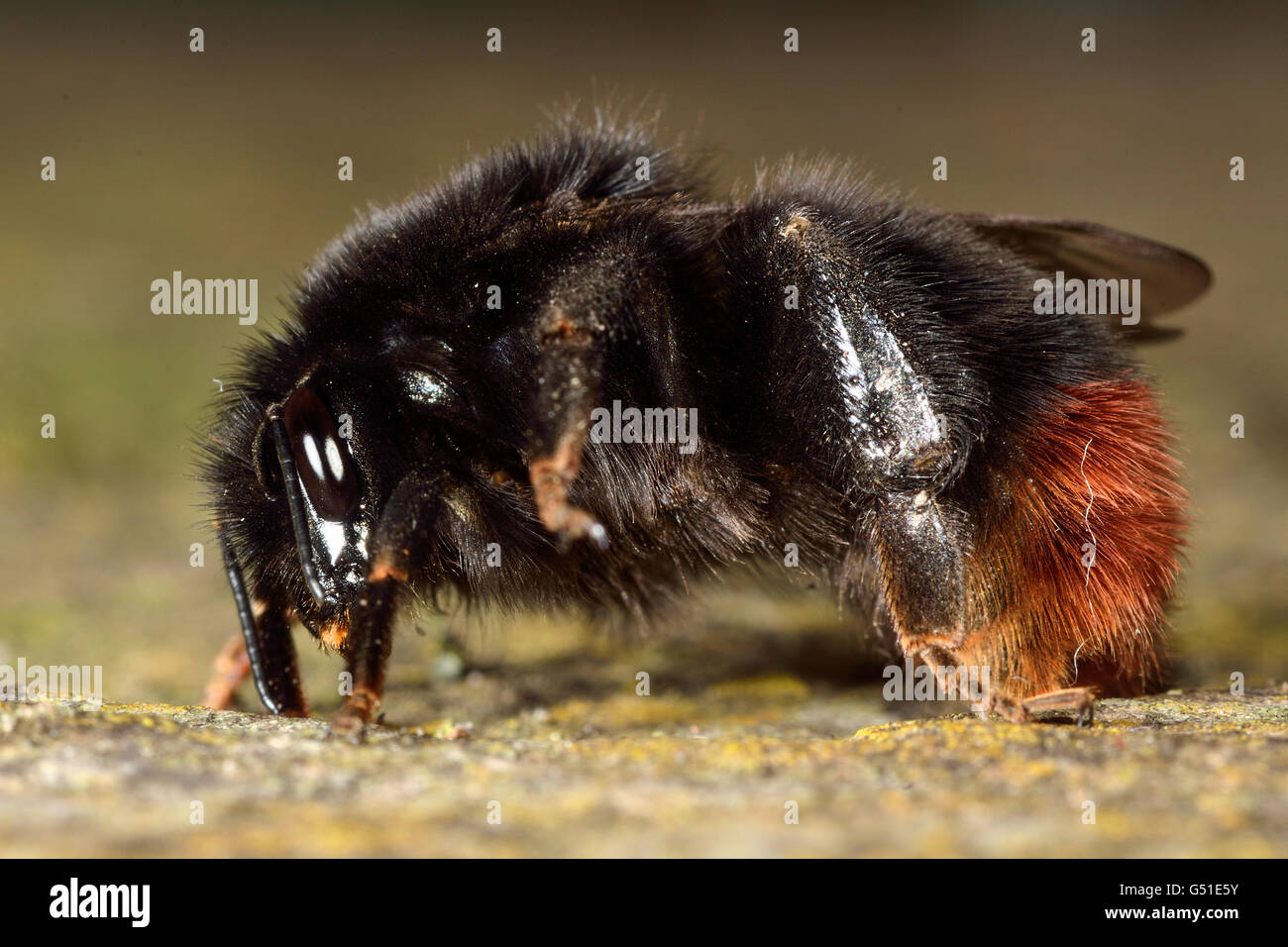 Rotschwanz-Hummel (Bombus Lapidarius) im Profil. Nahaufnahme der Bienenkönigin im Profil, in der Familie Apidae Stockfoto