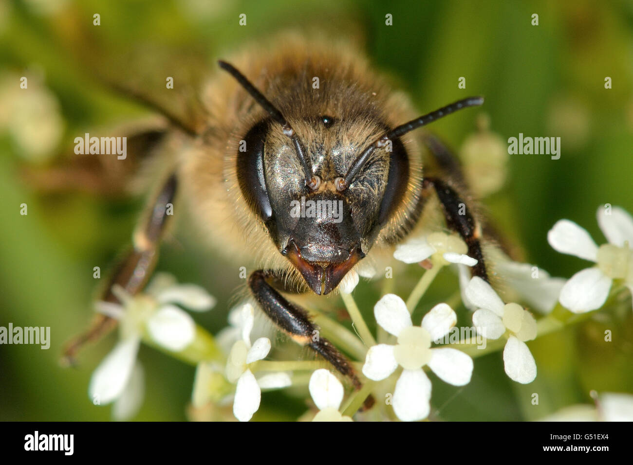 Honig Biene (Apis Mellifera) Kopf und Gesicht. Kopf geschossen zeigt Mandibeln vertraut Biene in der Familie Apidae Stockfoto