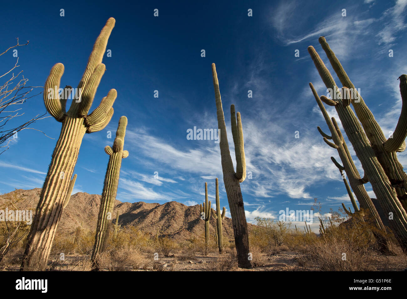 Blauer Himmel über Saguaro-Kaktus in der Sonora Wüste National Monument in der Nähe von Gila Bend, Arizona. Stockfoto
