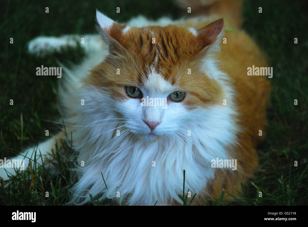 Schöne rote und weiße langhaarige Katze zum Entspannen in den Rasen mit den Ohren zurück Stockfoto