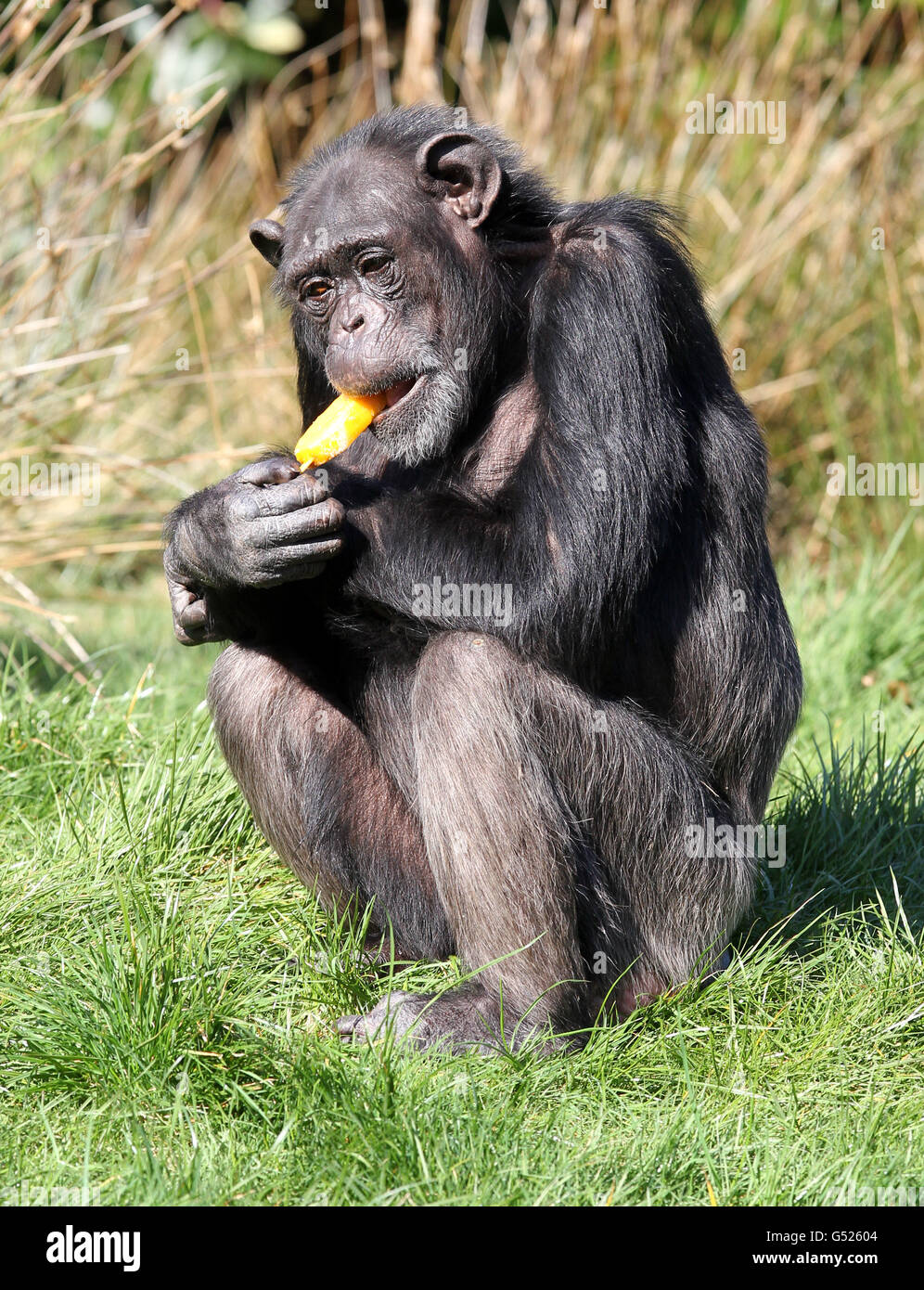 Die fünfundzwanzig Jahre alte Rosie the Chimp frisst ein Orangeneis, das ihr Mitarbeiter im Blair Drummond Safari Park in der Nähe von Stirling in Schottland gegeben haben, da das gute Wetter in letzter Zeit anhält. Stockfoto