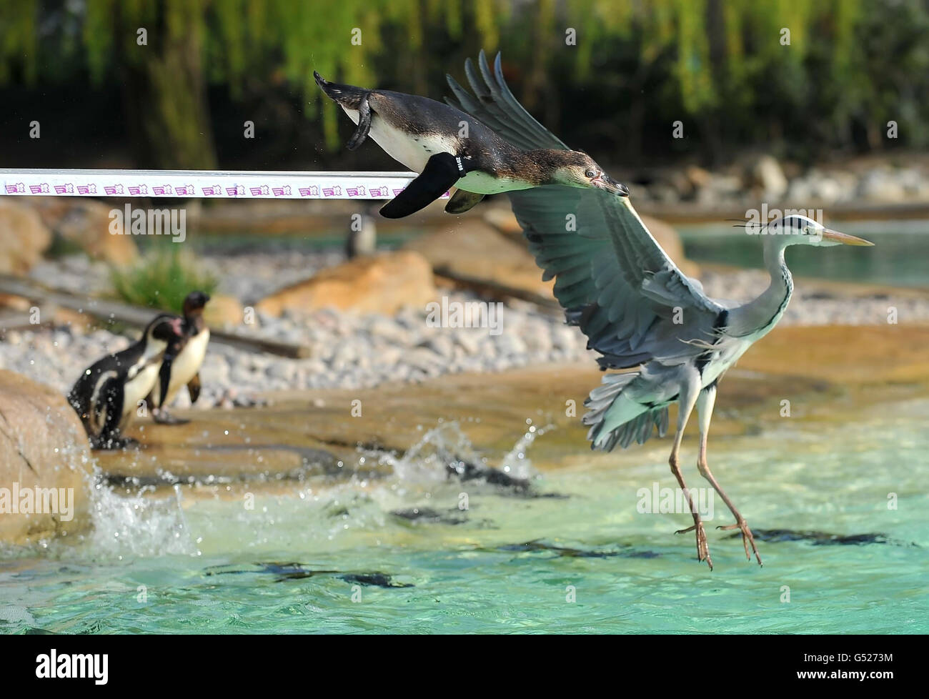 Ein wilder Reiher springt aus dem neuen, olympischen Sprungbrett von London 2012, das in der Penguin Beach-Ausstellung im Londoner Zoo installiert wurde, wie ein afrikanischer Schwarzfußpinguin. Stockfoto