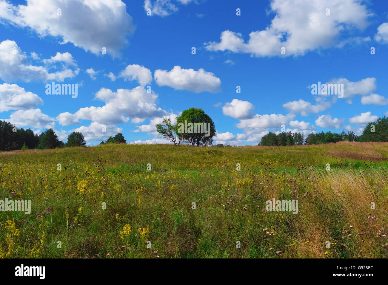 Sommerlandschaft mit Rasen, Bäumen, Himmel und Wolken Stockfoto