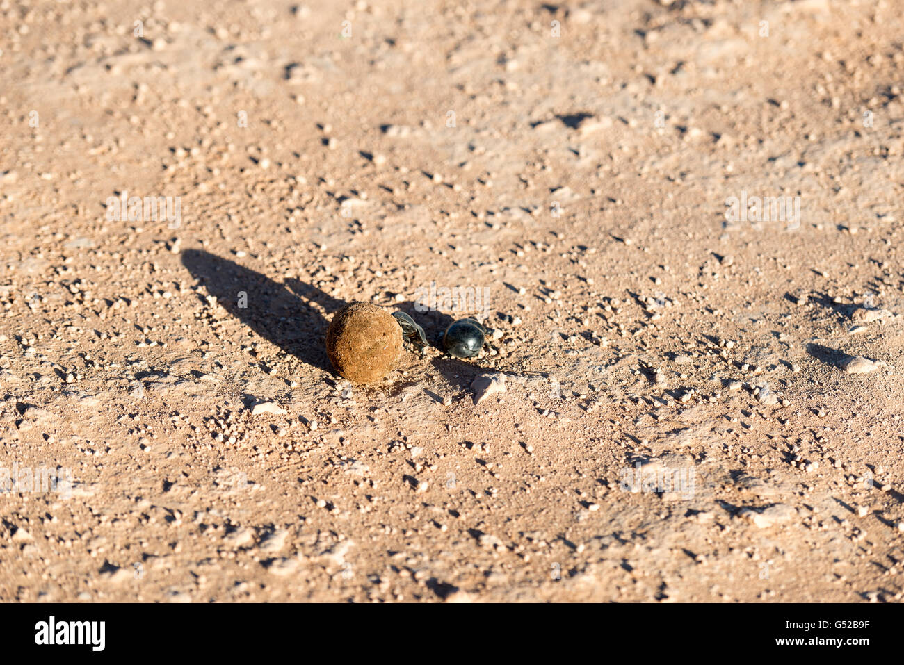 Südafrika, Eastern Cape, Western District, Addo Elephant National Park, Käfer mit Dung Ball, der Heilige Pillendreher (Scarabaeus Sacer) Stockfoto