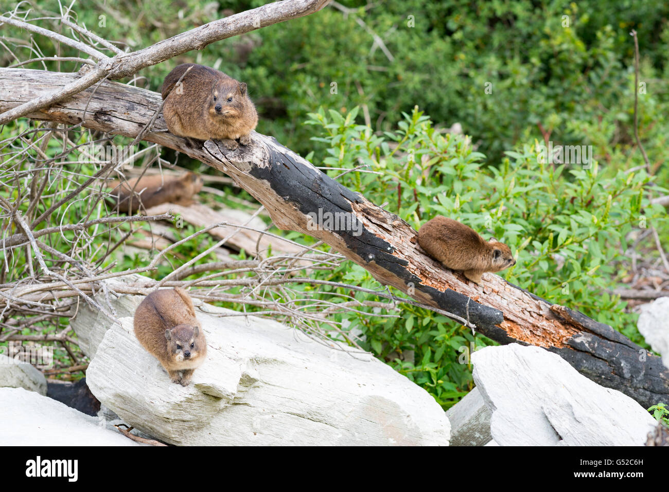 Südafrika, Eastern Cape, Western District, Garden Route, Otter Trail, eine Gruppe von Felsen Spitzmäuse, Klippe Spitzmaus oder abgeschnittene Dach (Procavia Capensis) Stockfoto