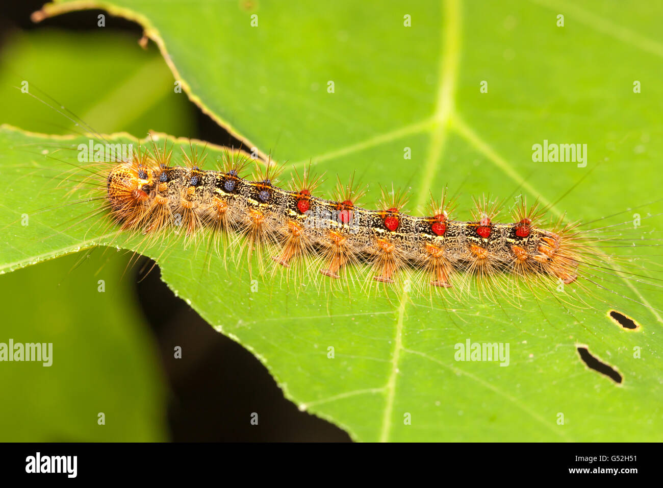 Eine Schwammspinner (Lymantria Dispar) Raupe (Larve) hockt auf einem teilweise gegessen Eiche Blatt. Stockfoto