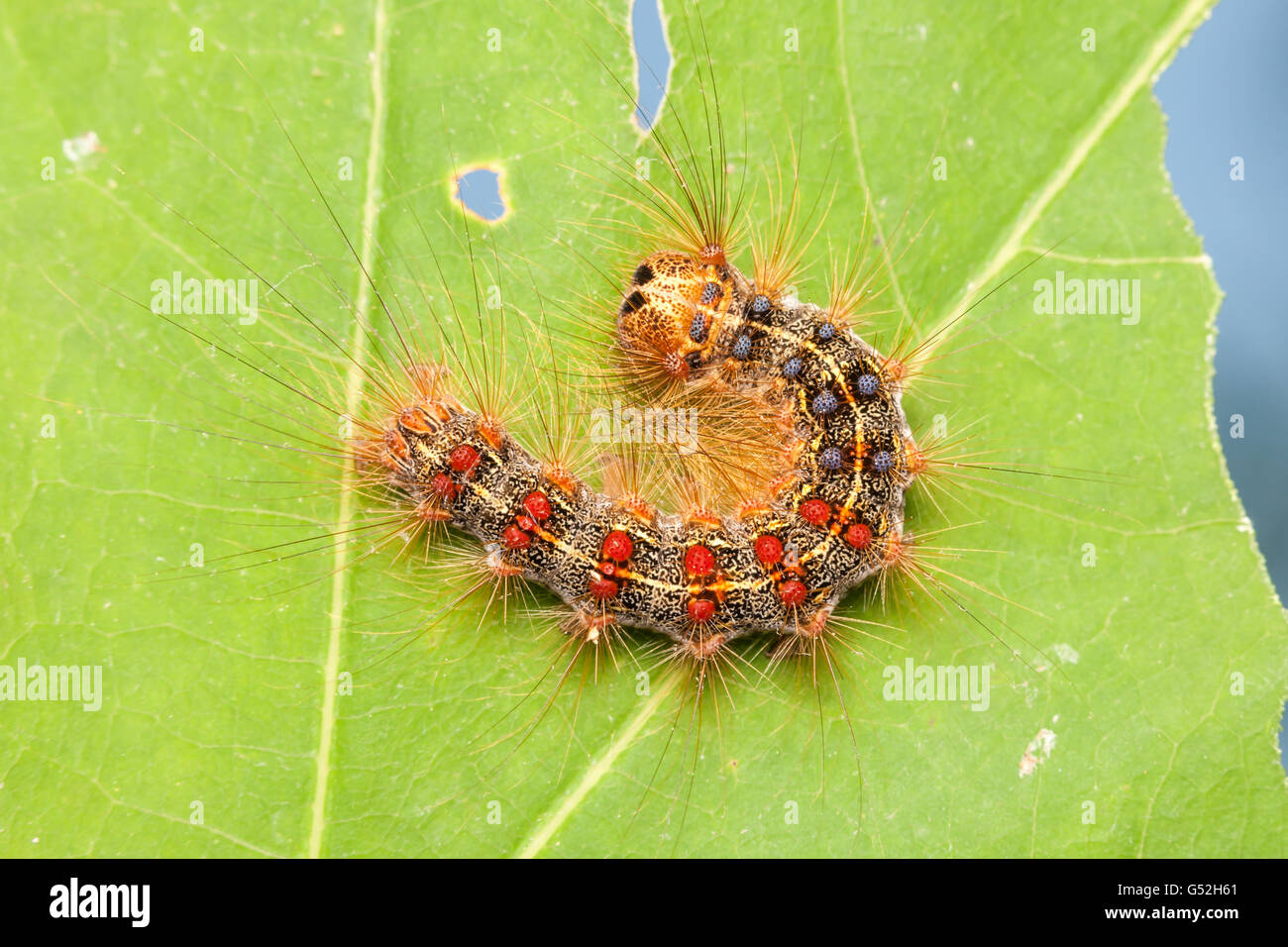 Eine Schwammspinner (Lymantria Dispar) Raupe (Larve) hockt auf einem teilweise gegessen Eiche Blatt. Stockfoto