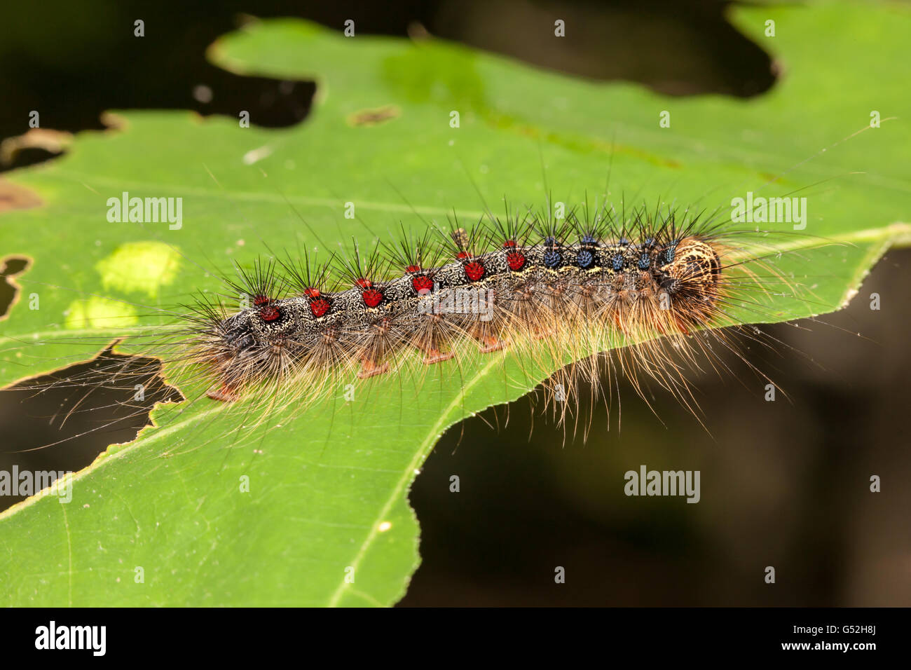 Eine Schwammspinner (Lymantria Dispar) Raupe (Larve) hockt auf einem teilweise gegessen Eiche Blatt. Stockfoto