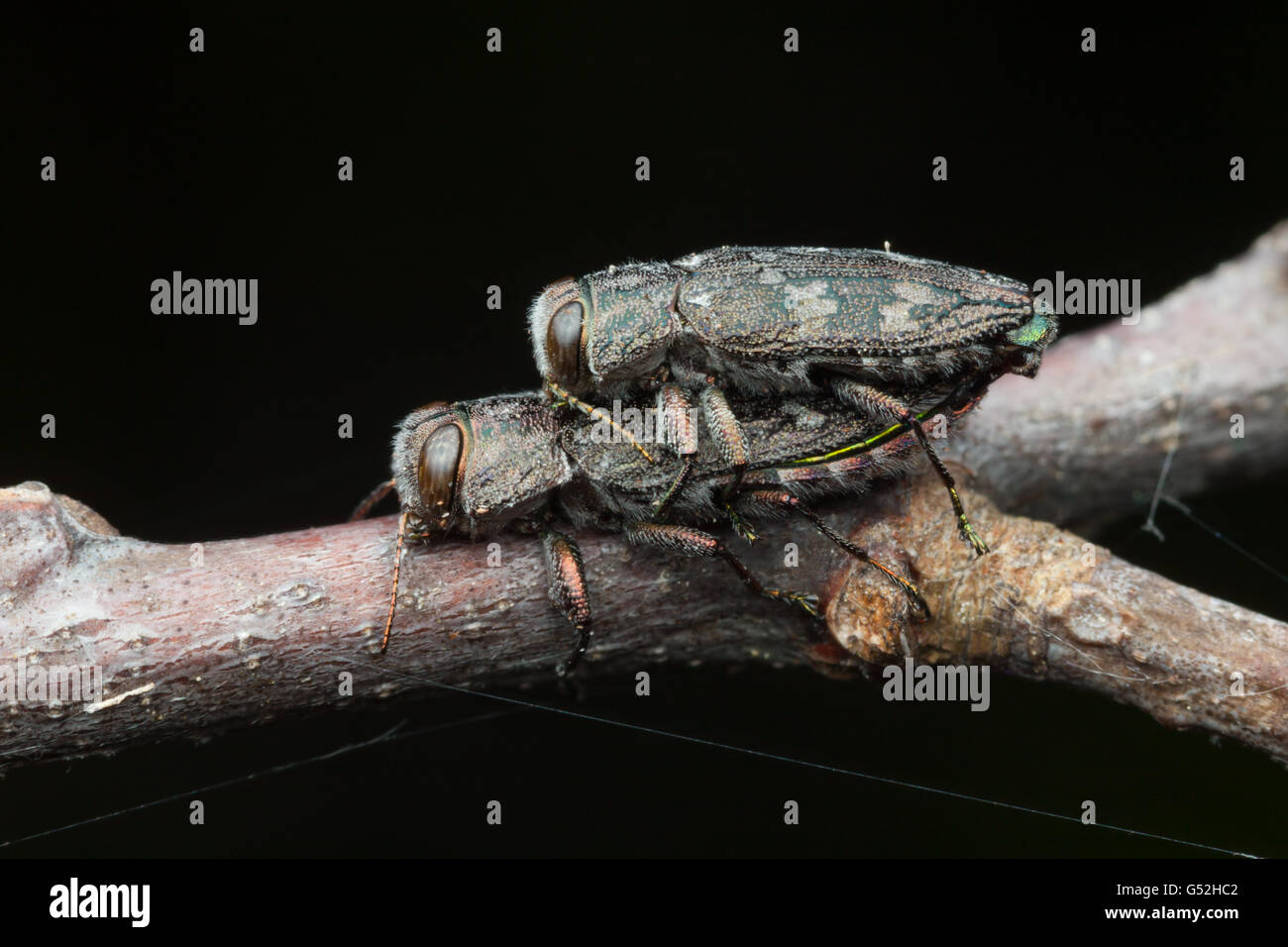 Ein Paar metallischer Holzbohrkäfer (Chrysobothris femorata-Artengruppe) paaren sich auf einem Ast einer gefallenen Eiche. Stockfoto