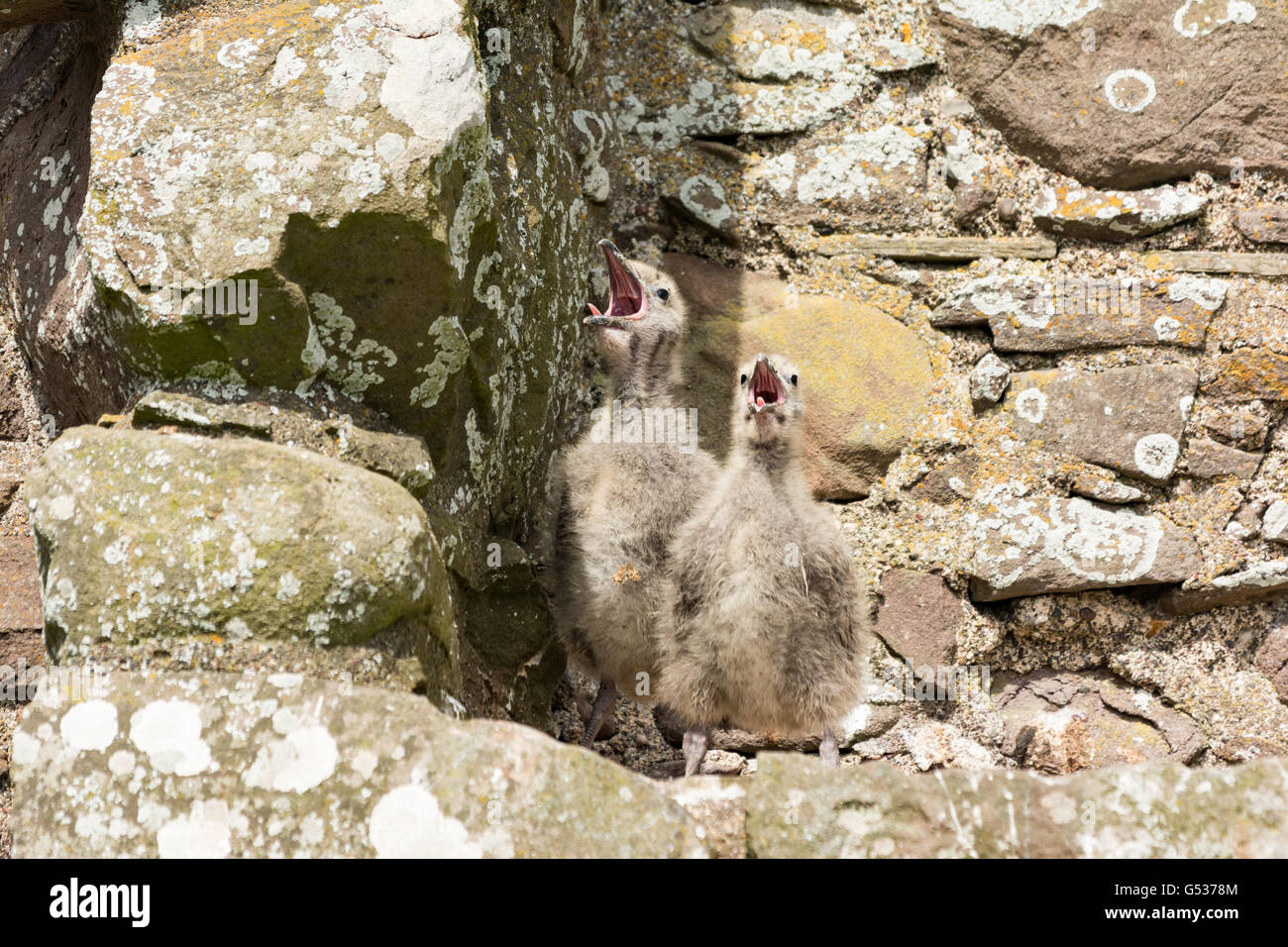 Großbritannien, Schottland, Aberdeenshire, Stonehaven Dunnottar Castle, versteckt die schottischen Kronjuwelen im englischen Bürgerkrieg Stockfoto