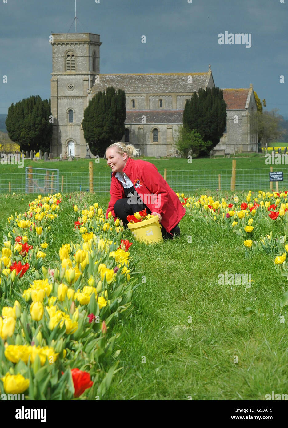 Amy Gay pflückt Tulpen bei einer Mittagspause im Farrington's Farm Shop pflücken Sie Ihr eigenes Tulpenfeld in Farrington Gurney, Somerset. Stockfoto