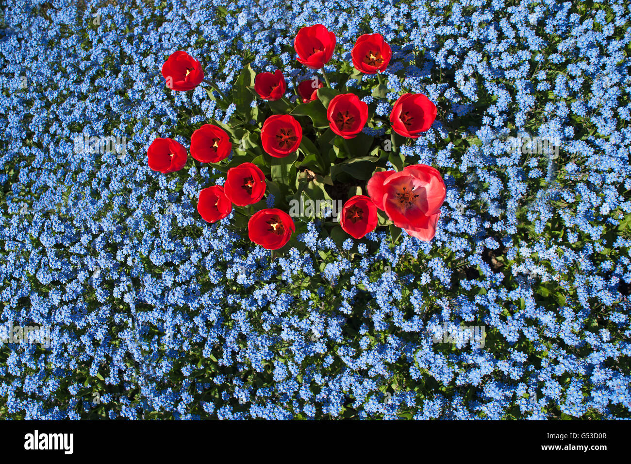 Rote Tulpen (Tulipa SP.), Holz-Vergissmeinnicht (Myosotis Sylvatica), Mecklenburg-Western Pomerania, Deutschland Stockfoto