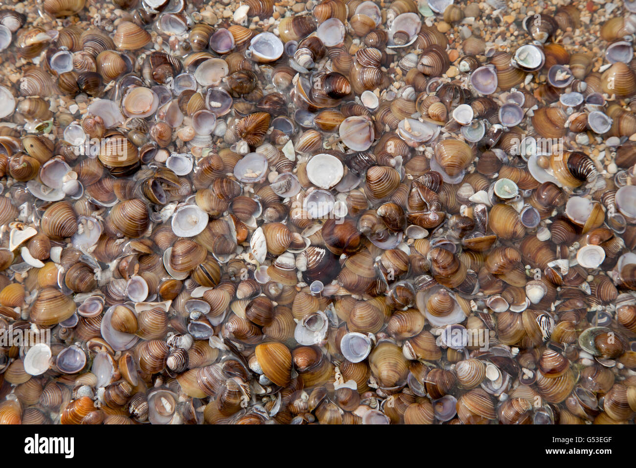 Muscheln unter Wasser am Ufer des Lake Garda, Bardolino, Venetien, Italien, Europa, PublicGround Stockfoto