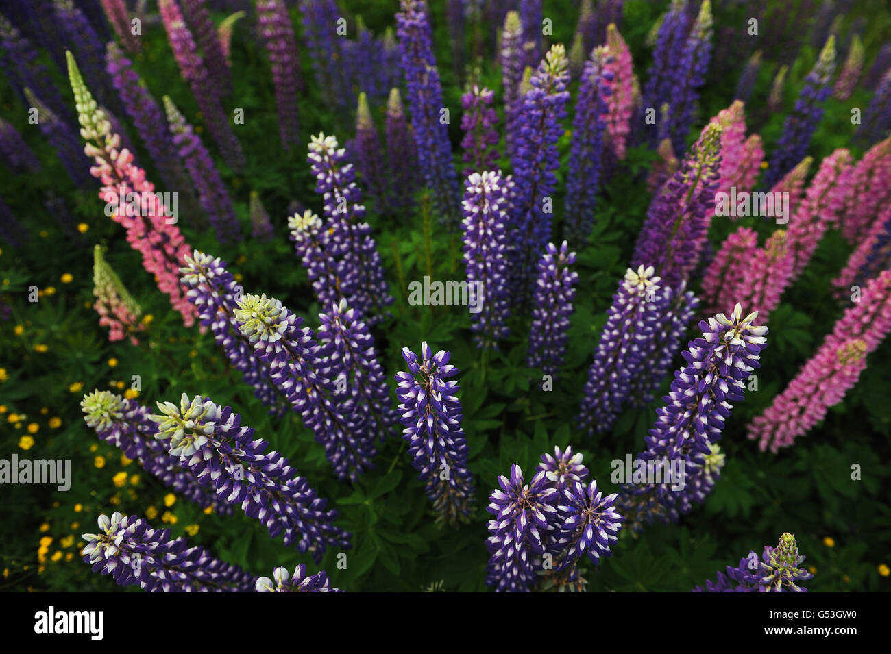 Blick auf dem Gebiet der Lupine von oben. Sieht aus wie ein Wolkenkratzer in der Stadt. Stockfoto