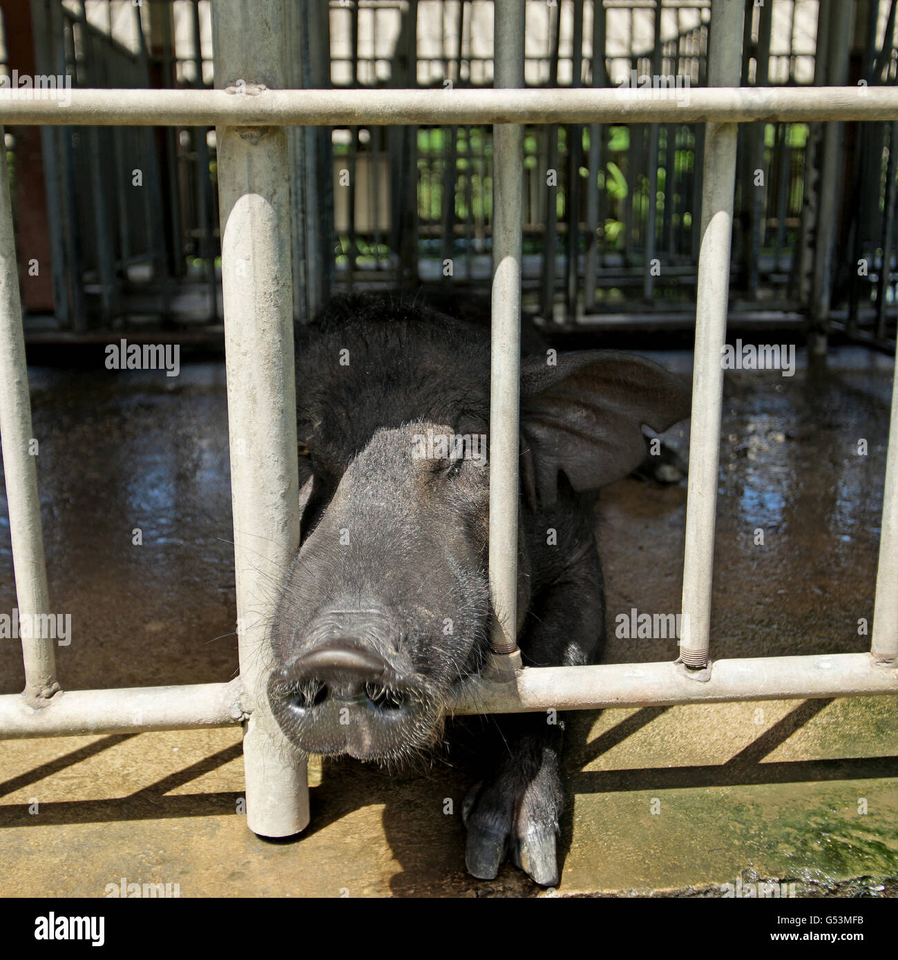 schwarzen Schweinezüchter in Käfig der Schweinehaltung Stockfoto