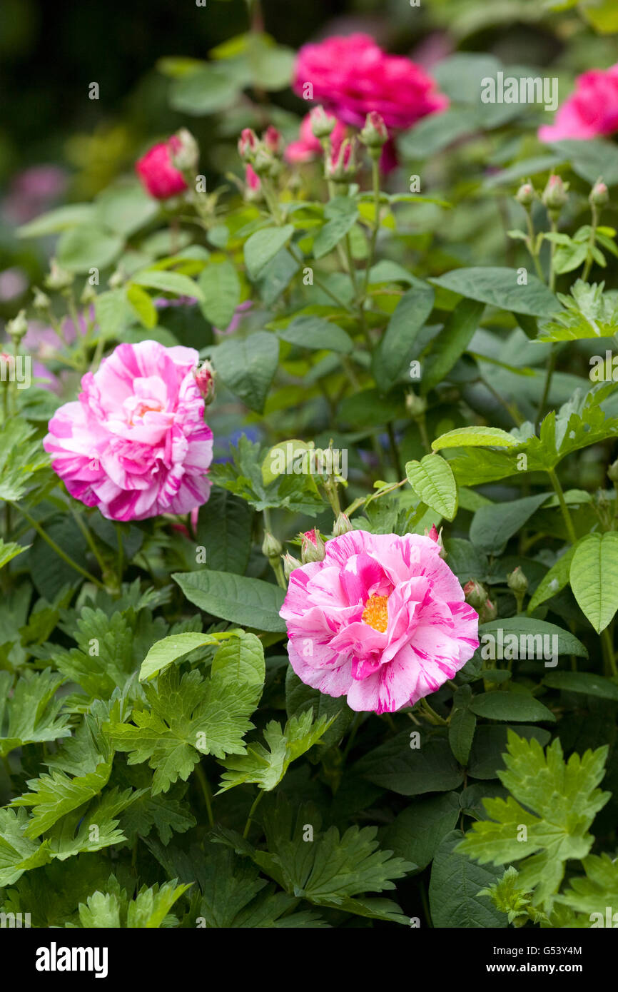 Rosa Gallica 'Versicolor'. Rosa Strauchrose Mundi in einem englischen Garten. Stockfoto