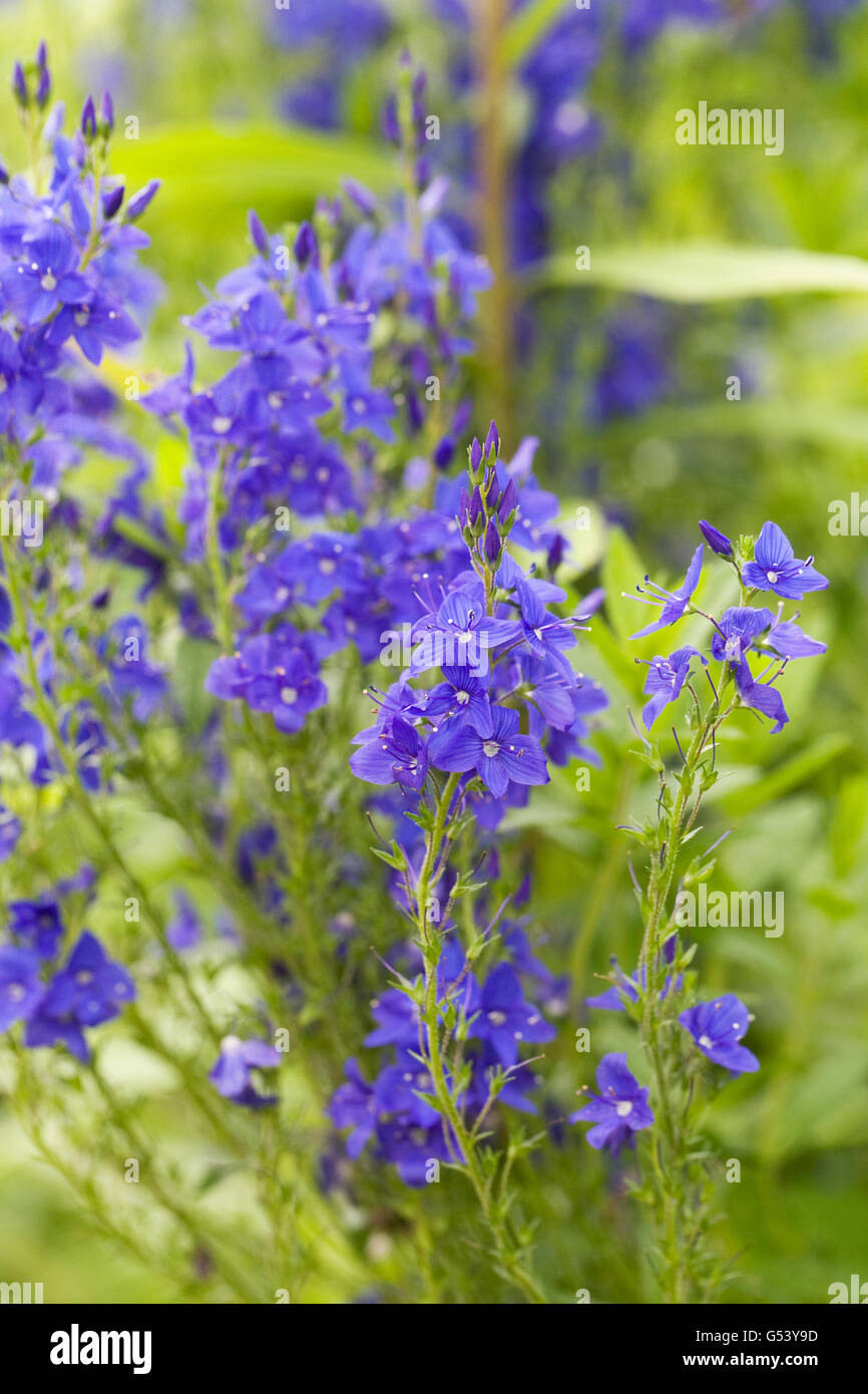 Veronica in einer krautigen Grenze wachsen. Ehrenpreis-Blumen. Stockfoto