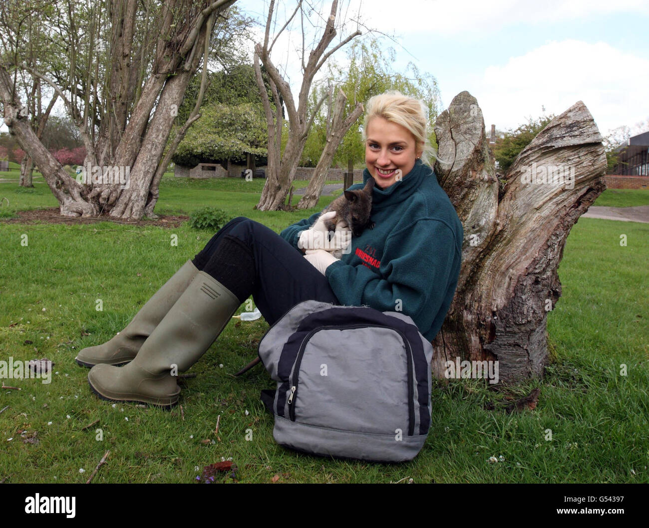 Tierpfleger Jo Shirley vom ZSL Whipsnade Zoo, Dunstable, Bedfordshire, mit einem Waisen-Baby-Wallaby, das von den Tierpflegern von Hand aufgezogen wird. Stockfoto