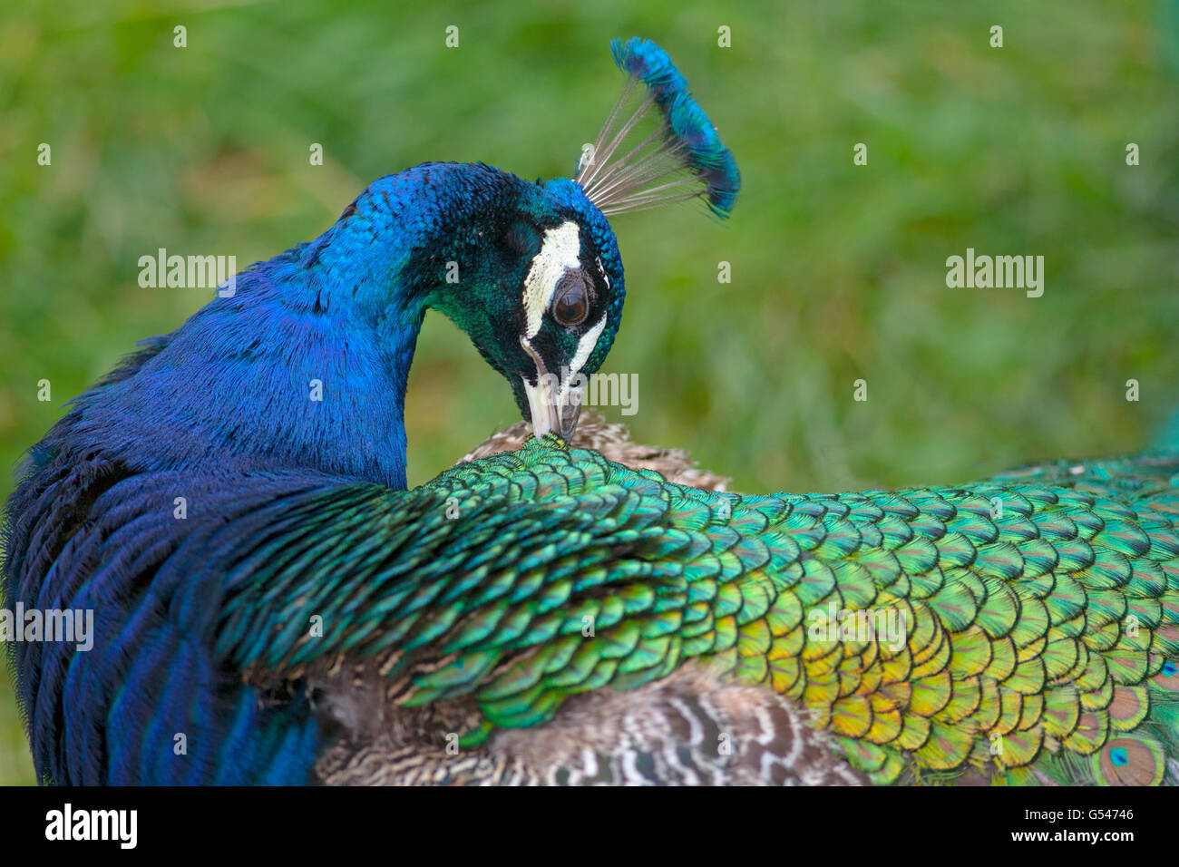 Indischen Pfauen Pavo Cristatus männlich putzen Stockfoto