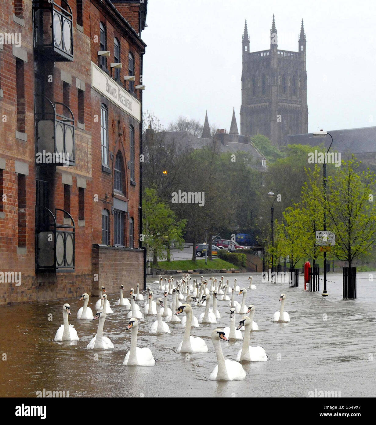 Schwäne gleiten durch die überfluteten Uferwege im Schatten der Kathedrale in Worcester. Stockfoto