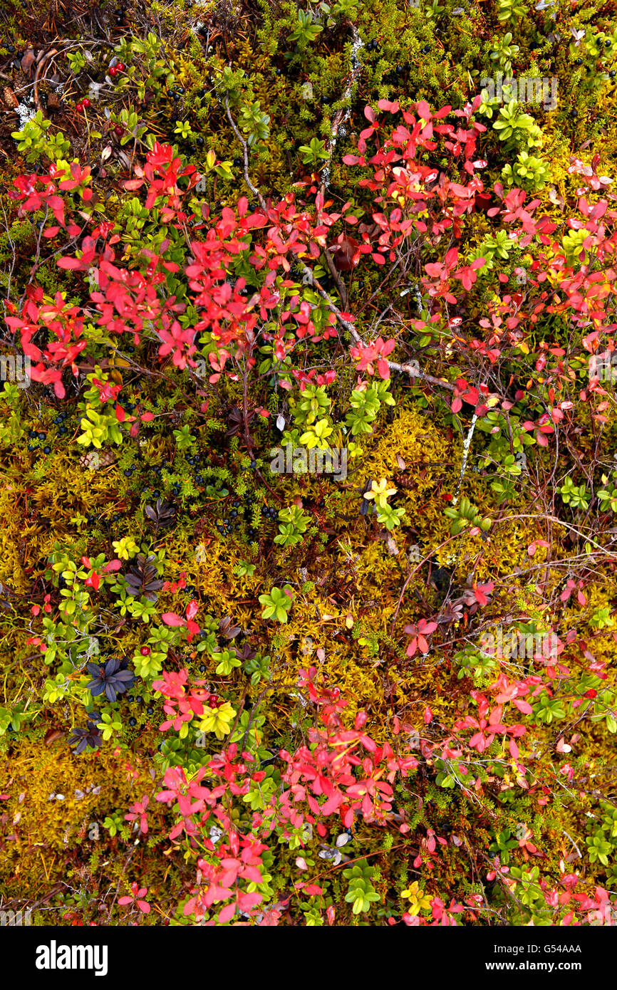 Detail der Herbstfarben auf dem Waldboden des Taiga-Waldes/Boreal-Waldes, des Oulanka-Nationalparks, Kuusamo, Lappland, Finnland Stockfoto