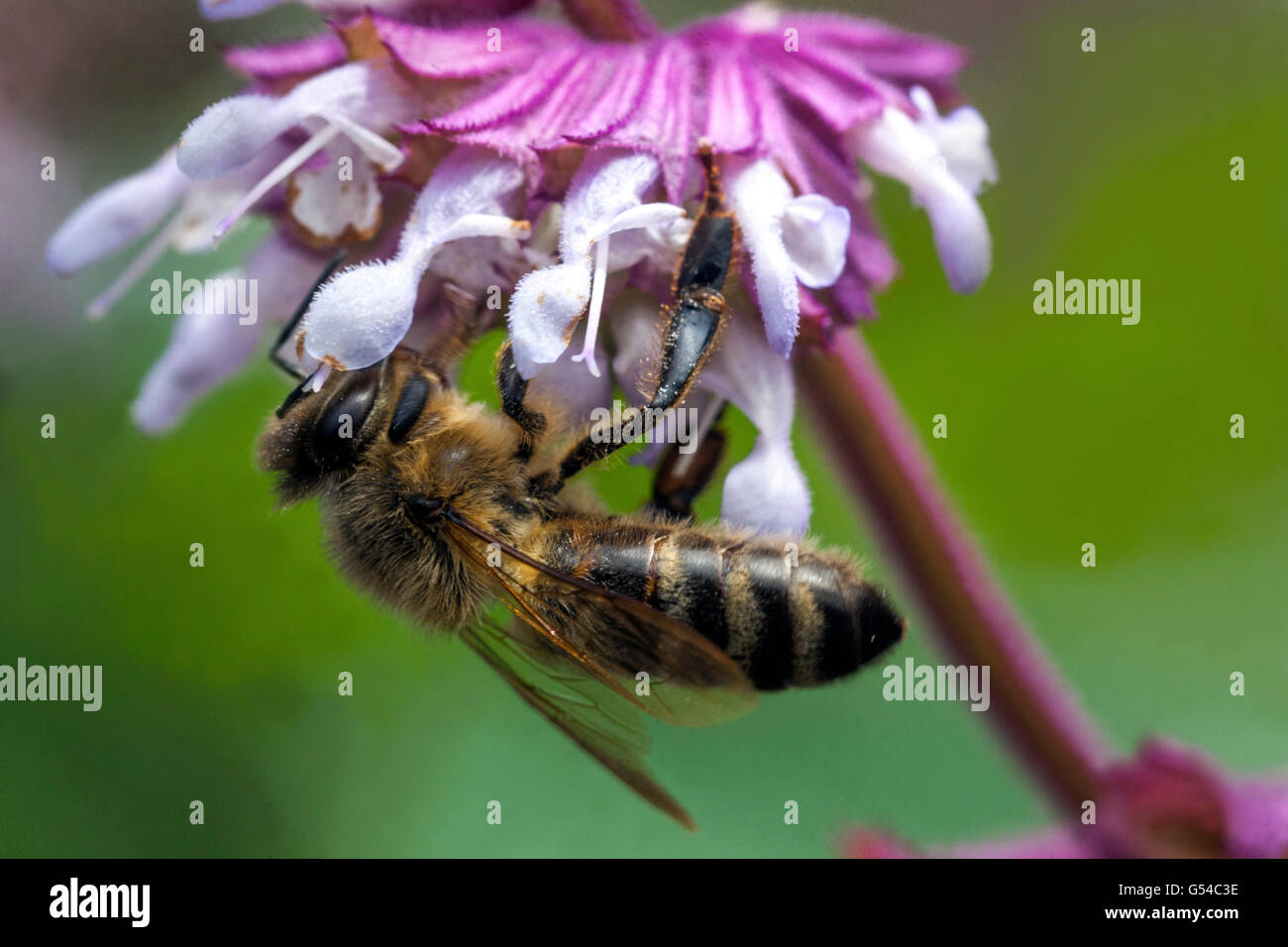 Honigbiene auf Salvia napifolia Nahaufnahme Blume westliche Honigbiene Blume Europäische Honigbiene Nahaufnahme Stockfoto