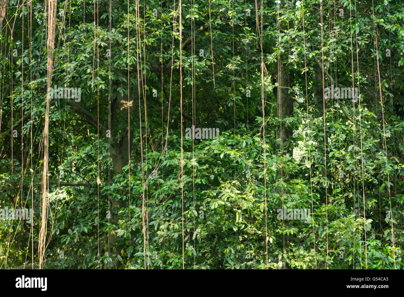Indonesien, Java Barat, Kota Bogor, Lianen im Botanischen Garten, Kebun Raya Bogor, Botanischer Garten Stockfoto