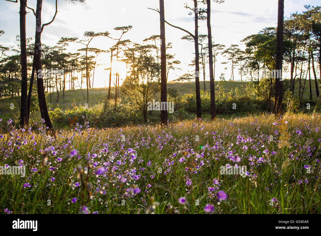 Soft Focus süße lila Blüten und Kiefernwald mit Abendlicht auf Phu Soi Dao Nationalpark, Thailand Stockfoto