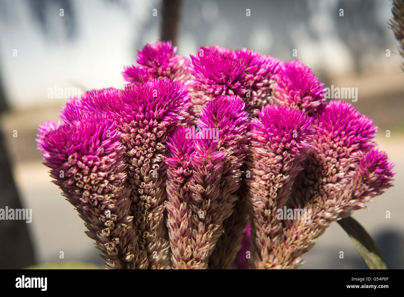 Sri Lanka Unawatuna, Kirschrot Hahnenkamm Celosia Blumen im Gast-Haus-Garten Stockfoto