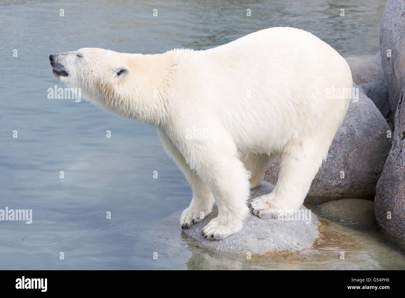 Nahaufnahme von einem Polarbear (Eisbär) in Gefangenschaft Stockfoto