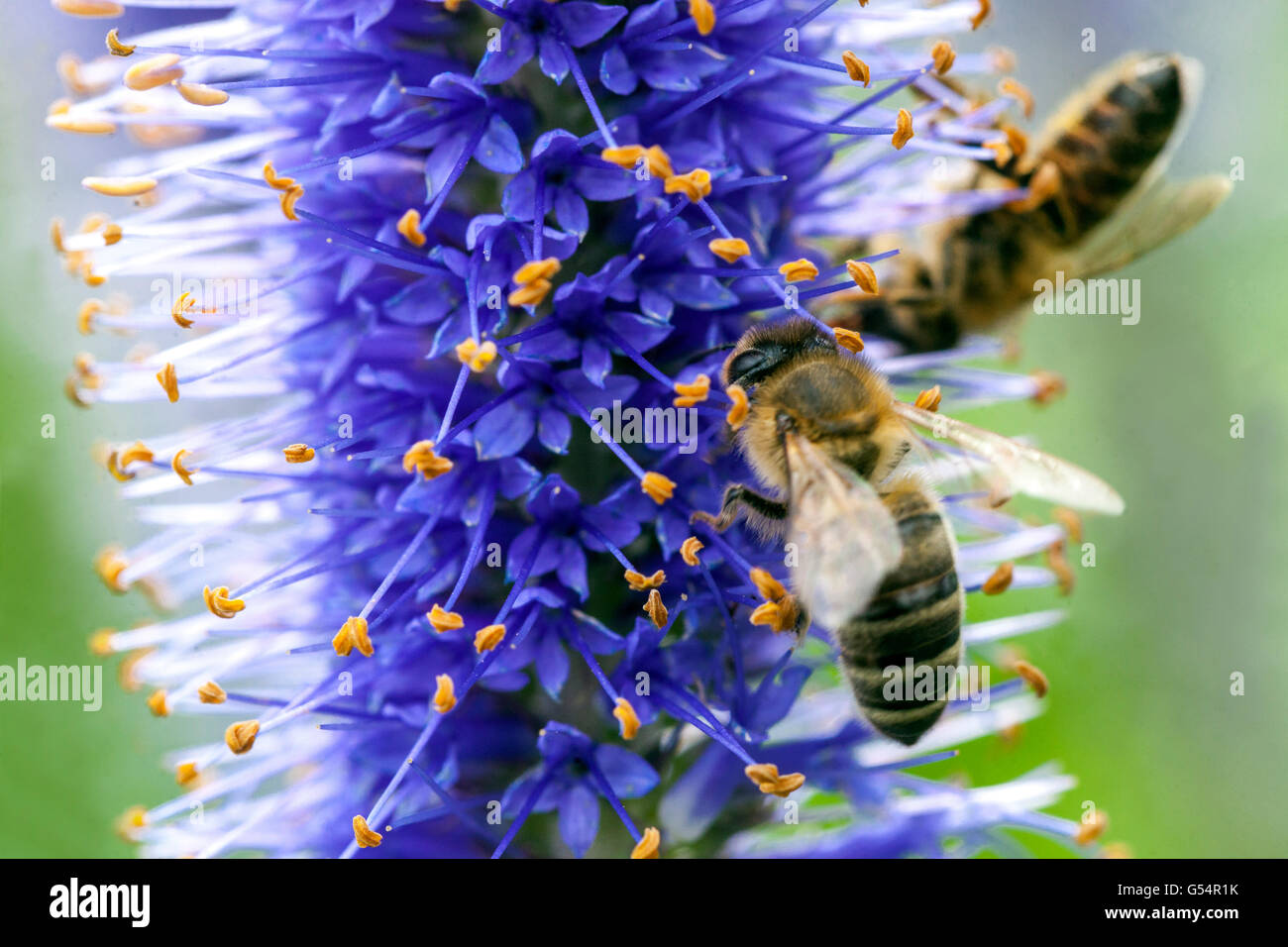 Nahaufnahme Biene auf Blume, Veronicastrum Sachalinense bienenfreundliche Pflanzen Stockfoto