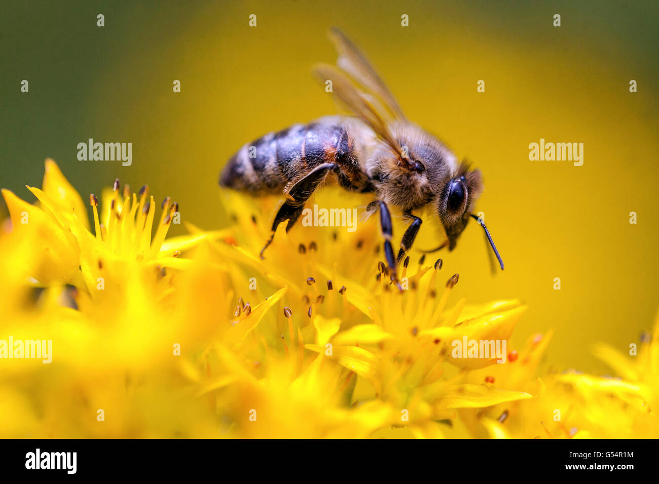Nahbiene auf Blume APIs mellifera Europäische Honigbiene Nahaufnahme gelbe Blume Phedimus floriferus 'Weihenstephaner Gold' Sedum kamtschaticum Stockfoto