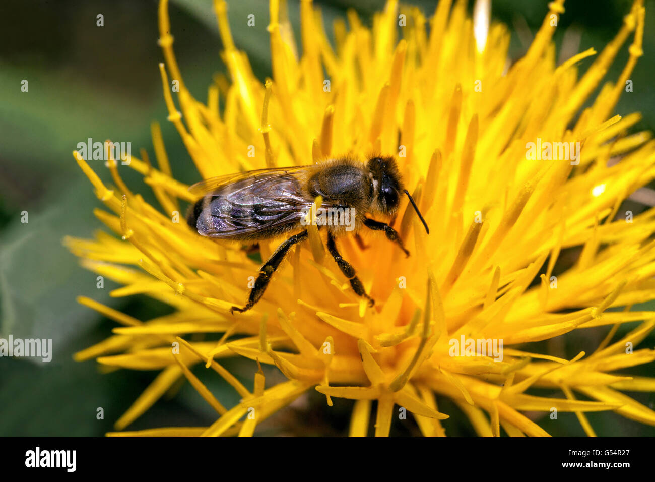 Biene auf Blume, gelb Kornblume Centaurea kotschyi Stockfoto