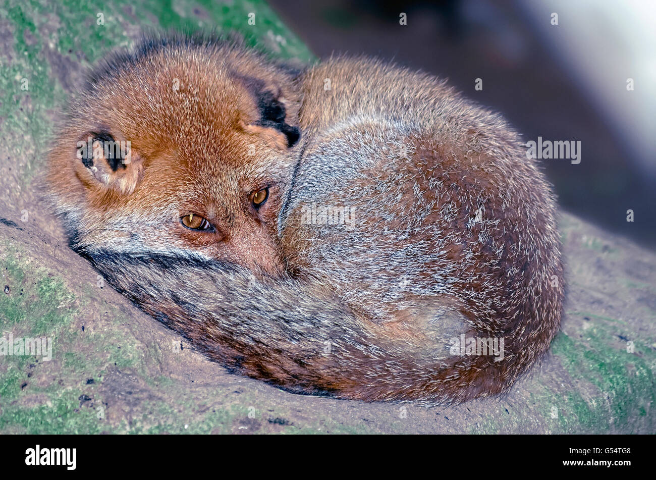 Foxy eyes -Fotos und -Bildmaterial in hoher Auflösung – Alamy