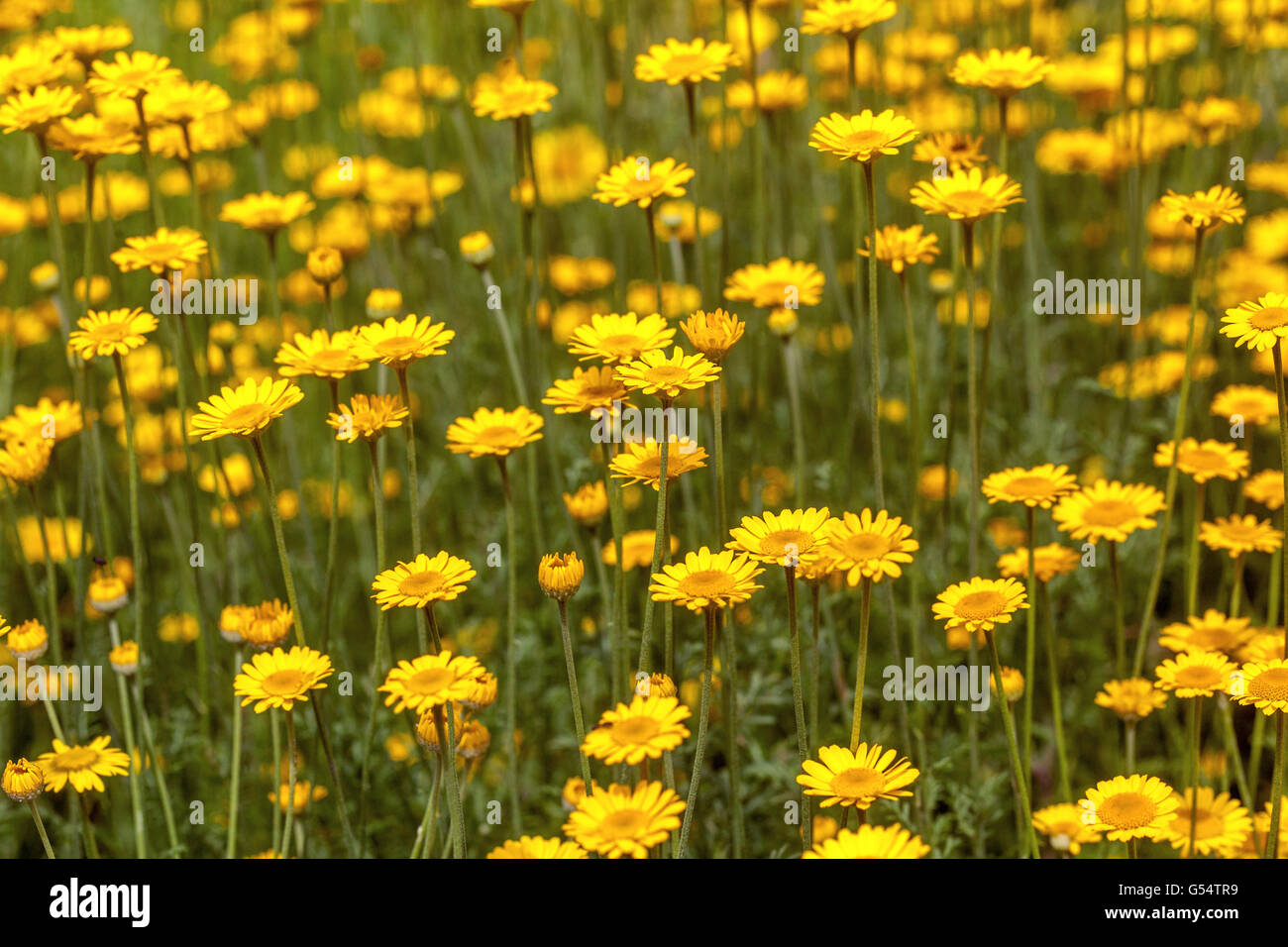 Cota Tinctoria - goldene Marguerite oder Gelb Kamille Stockfoto