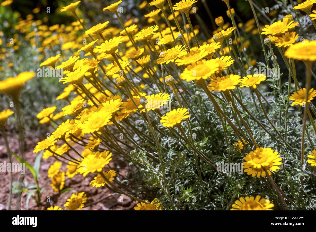 Cota Tinctoria - goldene Marguerite oder Gelb Kamille Stockfoto