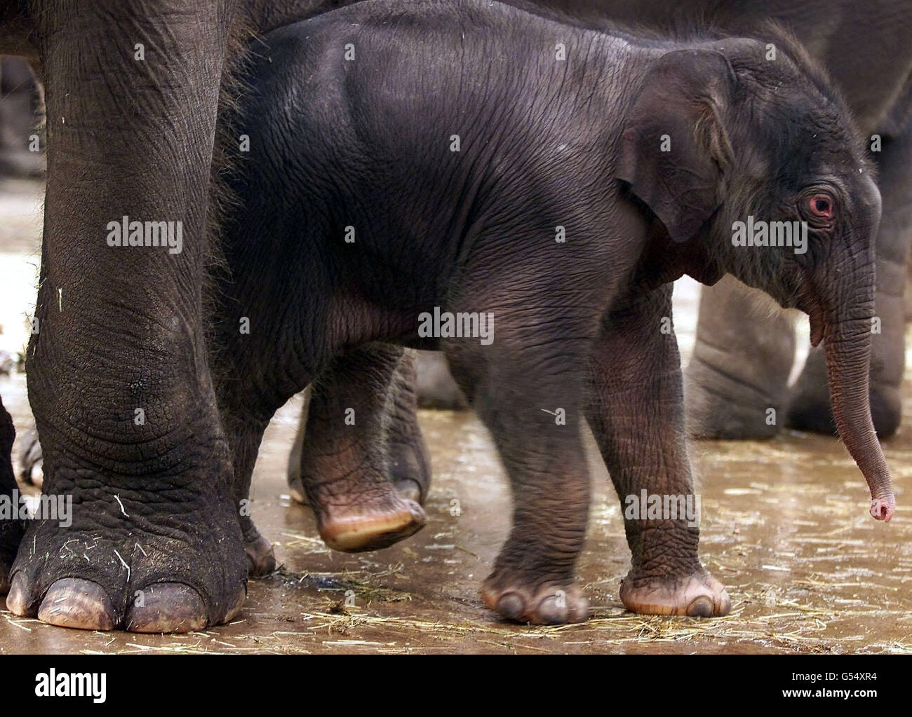 Ein vier Tage alter asiatischer Elefant, geboren als fünfzehnjähriger Thi-Hi-Way, tritt zum ersten Mal öffentlich im Chester Zoo auf. Das neue Baby ist ein Vollbruder von Sithami, der an Silvester drei Jahre alt wird, ein dhalf-Bruder von Po Chin, geboren im Juli 2000. Stockfoto