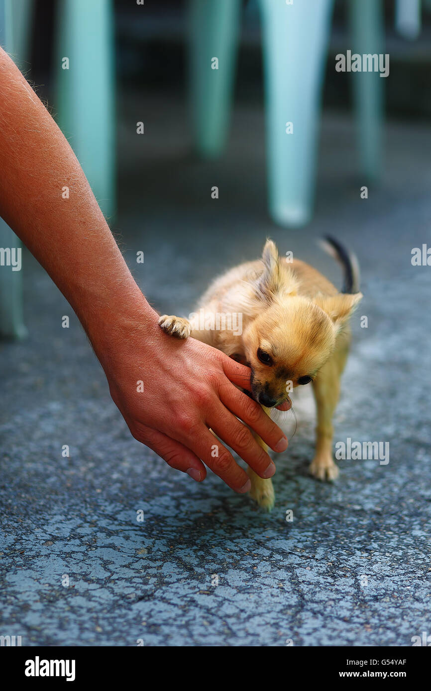 kleine charmante adorable Chihuahua Welpen auf unscharfen Hintergrund. Angriff auf eine Personen-Hand. Stockfoto