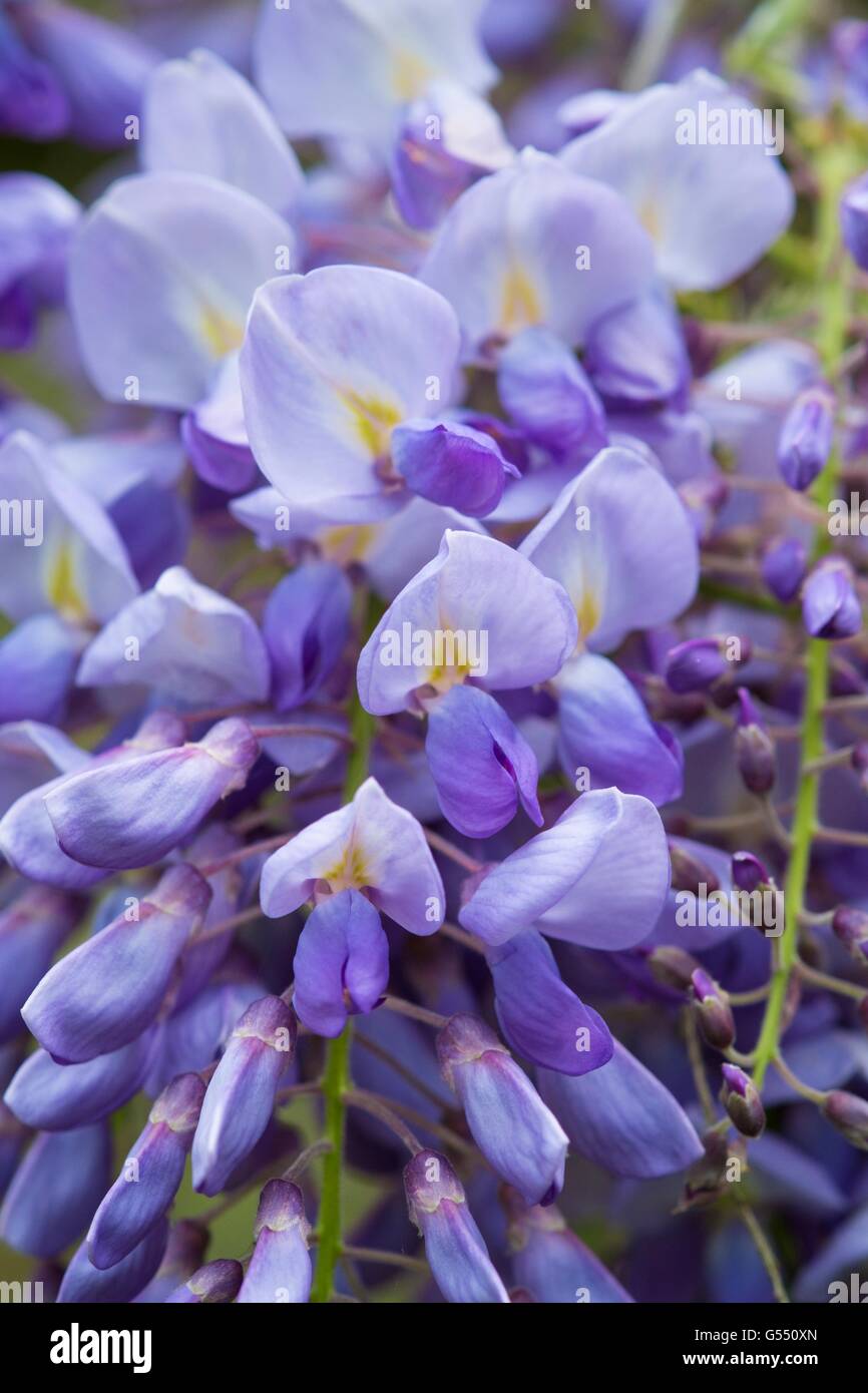 Glyzinien, Nahaufnahme Blume, Stockfoto