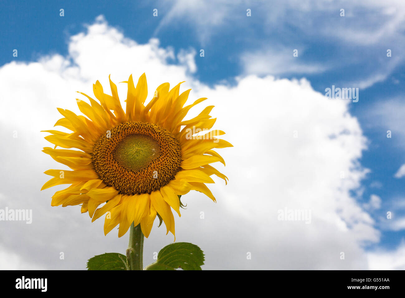 Öffnen Sie Sonnenblume der Saison, Vegas Altas del Guadiana, Extremadura, Spanien zum ersten Mal. Über blauen Wolkenhimmel isoliert Stockfoto