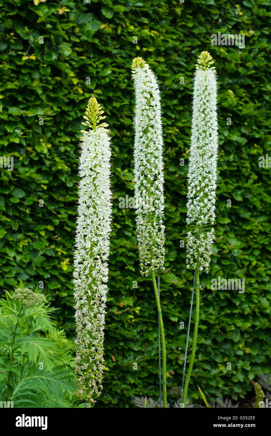Die Himalayan Foxtail Lily - Eremurus Himalaicus, weiße Blüte. Stockfoto