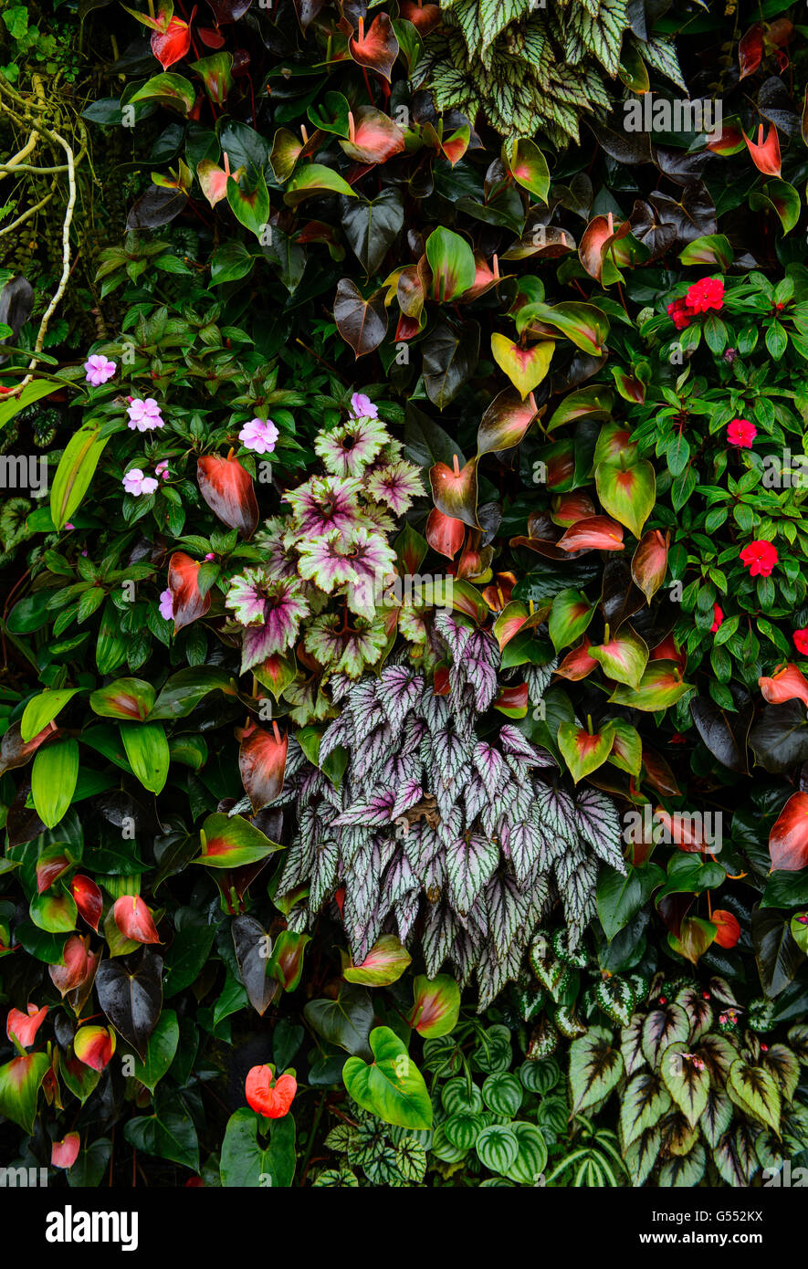 Draufsicht der bunten Blumenbeet Stockfoto