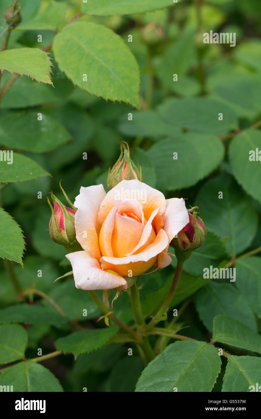 GRACE, Englische Rose - von David Austin, Strauch-Rose gezüchtet. Stockfoto