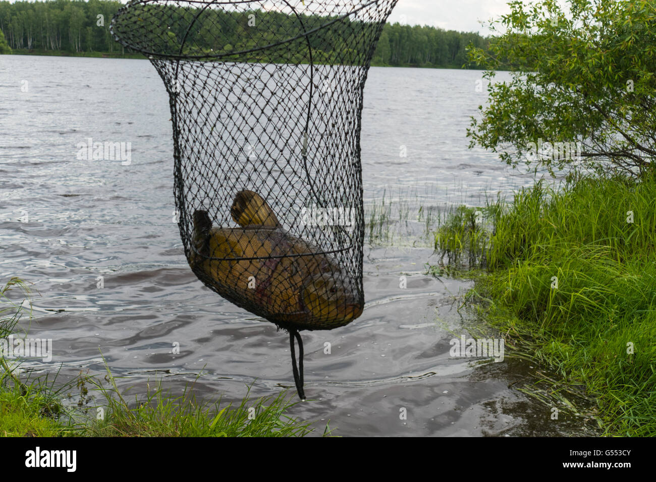 Der Fisch - Schleien im Käfig Stockfoto