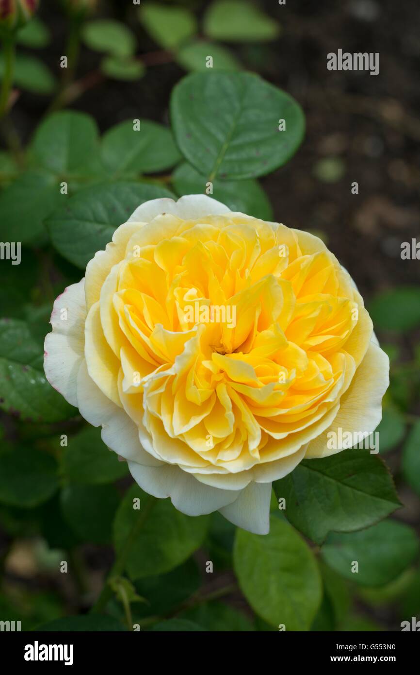 CHARLOTTE, Englische Rose - von David Austin, Strauch-Rose gezüchtet, Stockfoto