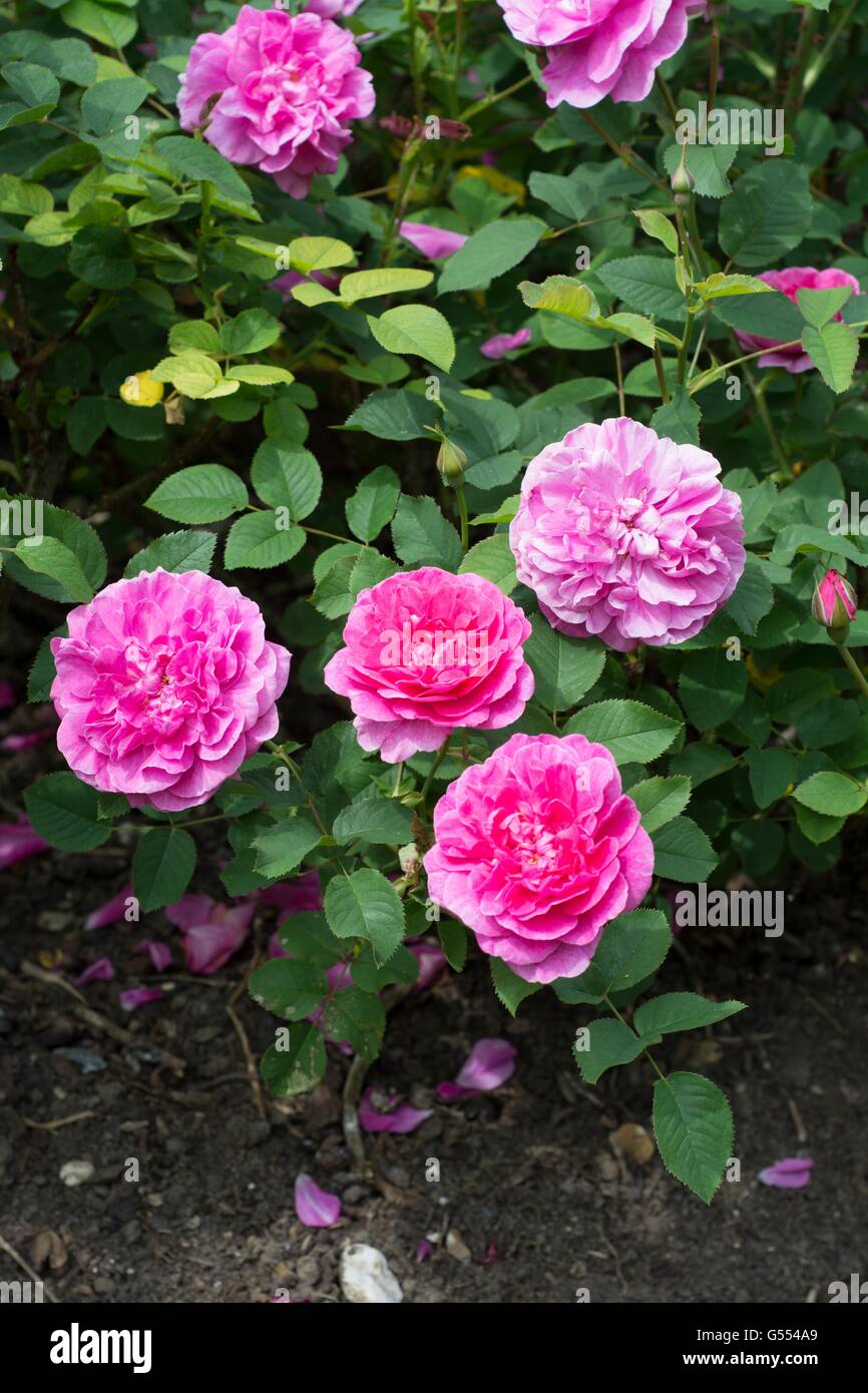 Englands ROSE, Englische Rose - von David Austin gezüchtet, Strauch-Rose. Stockfoto
