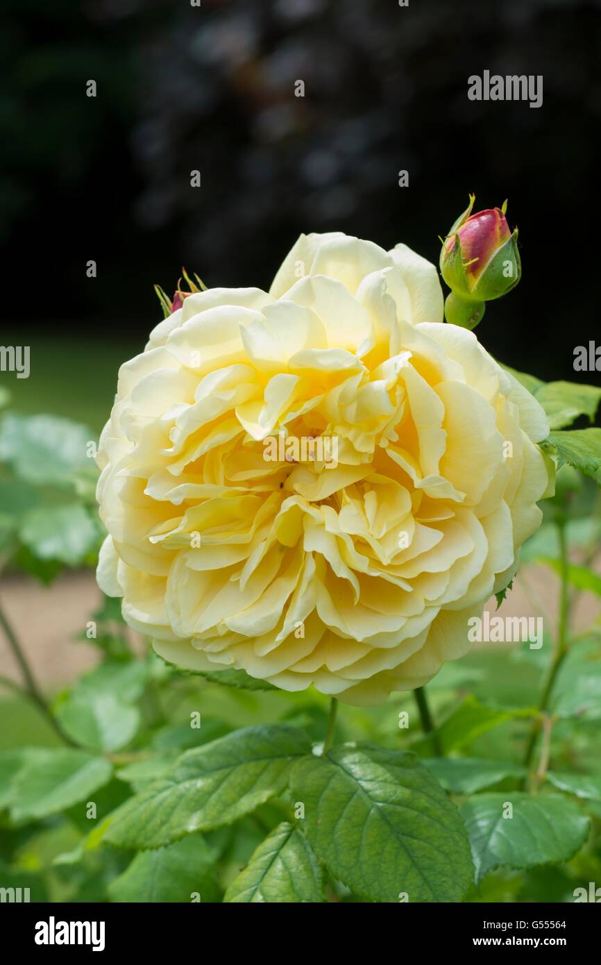 GOLDEN CELEBRATION, Englische Rose - von David Austin, Strauch-Rose gezüchtet. Stockfoto