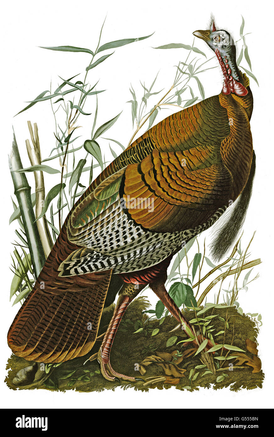 Wilder Truthahn, Meleagris Gallopavo, Vögel, 1827-1838 Stockfoto